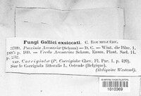 Puccinia arenariae image